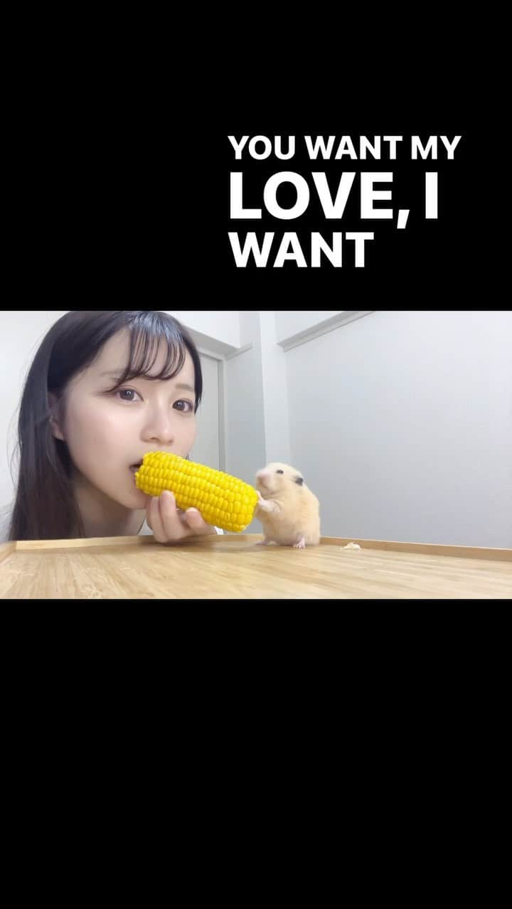 若松来海のインスタグラム：「ことしも まめくんととうもろこし🐹🌽 ⁡ ⁡ ⁡ ⁡  #ハムスター  #ハムスターのいる生活  #ハムスター部  #ハムスター動画  #ハムスター好きな人と繋がりたい  #ハムスターのいる暮らし  #はむすたぐらむ  #hamster  #hamstergram  #hamsterlove  #hamsterlife  #とうもろこし  #とうもろこし🌽  #夏野菜 #夏のはじまり  #夏だね」