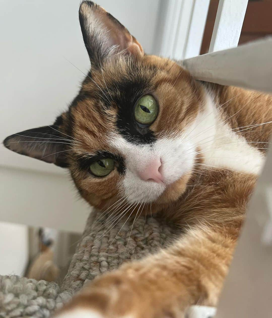 リリーさんのインスタグラム写真 - (リリーInstagram)「Morning selfie 📸  #fyp #catsofinstagram #calico #calicocatsofinstagram #summerselfie #summer #goodmorning」7月6日 22時01分 - lilly_crazyeyes