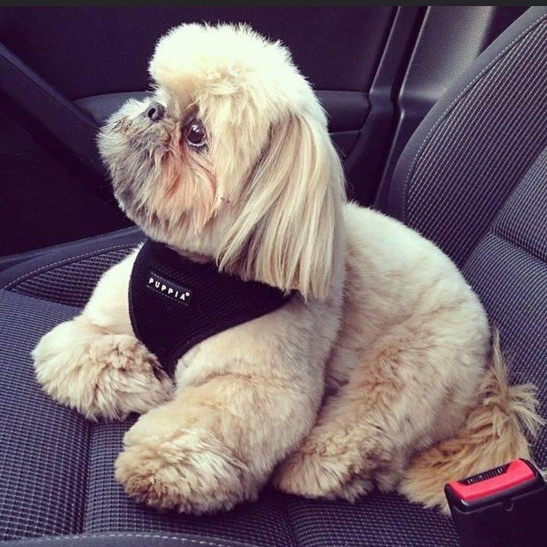 Dougie the Shih Tzuのインスタグラム：「#tbt」