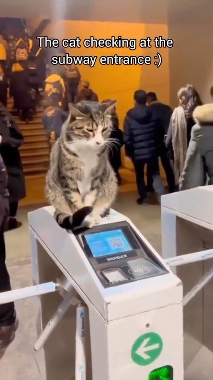 Cute Pets Dogs Catsのインスタグラム：「Where can I hire this professional? 😄  Credit: u/nikamats (Reddit)   For all crediting issues and removals pls DM .  Note: we don’t own this video, all rights go to their respective owners. If owner is not provided, tagged (meaning we couldn’t find who is the owner), pls DM and owner will be tagged shortly after.   #catsofinstagram #catlover #catlovers #gato #catsagram #caturday #cats_of_world #catsofworld #catselfie #catsdaily #catnip #catslove #catsuit #catsworld #catsforlife #catslifestyle #catsplaying #catssleeping #catsworldwide #catvibes #catsinstagram #catrules #catvideooftheday #catphotoshoot #caturdaynight #catventures #catvids」