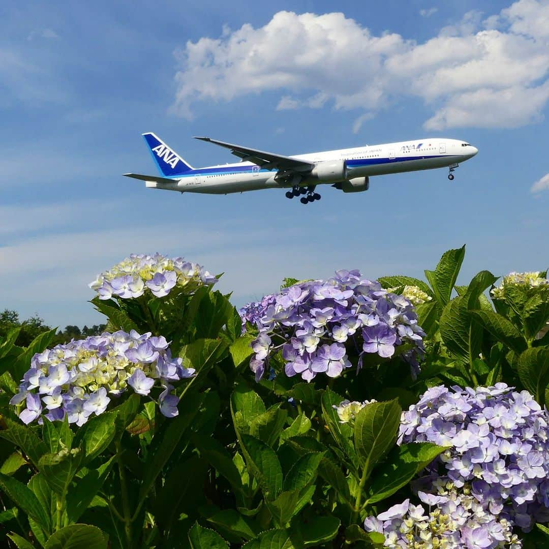 All Nippon Airwaysのインスタグラム：「Summertime is here,  #hydrangeas bring the sweet feels,  Japan wants you near.   #JapanAwaits  📷: @aircraftfun #Regram #FlyANA #AllNipponAirways」