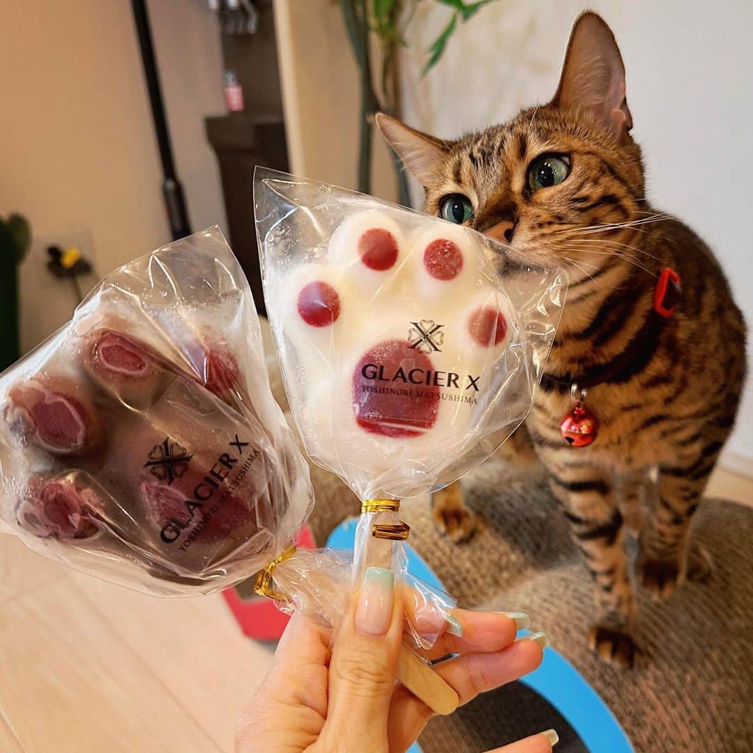 にゃんたまハウスのインスタグラム：「猫の手アイス🐾 お友達に頂きました🍨可愛くてなかなか食べれない🥹🫶 これとマカロンアイスも頂いたけれど写真撮る前にすぐに食べてしまいました🤣 #ベルかわヨ #glacierx #にゃんたまhouse #ベンガル猫 #youtubeもよろしく #ねこ部 #肉球 #猫の手」