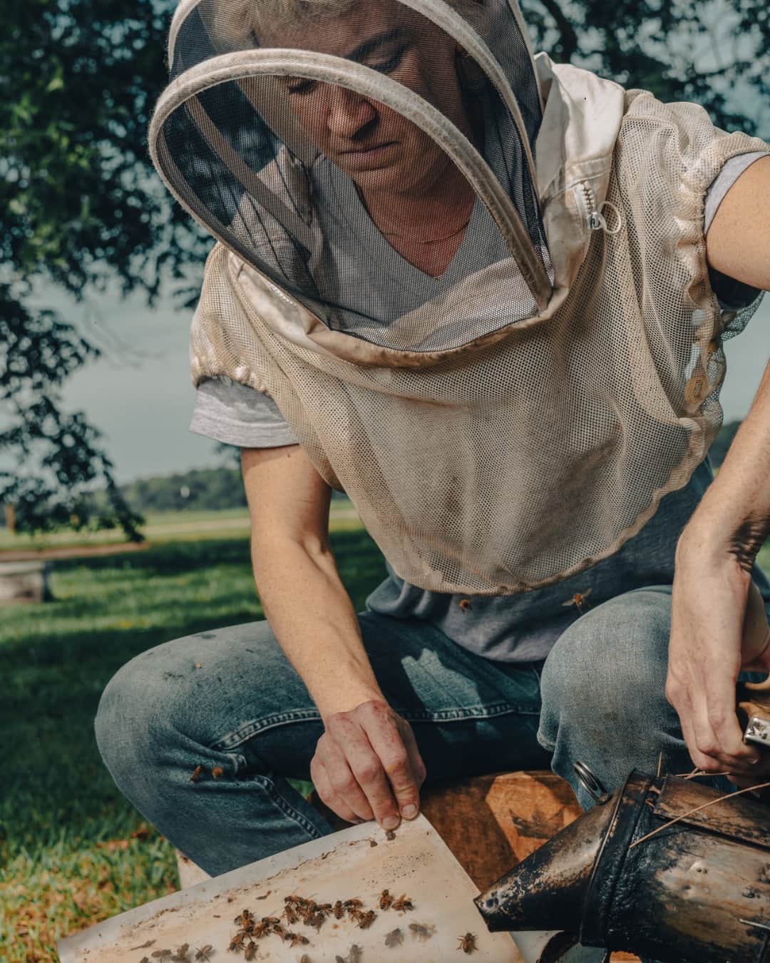 TIME Magazineのインスタグラム：「American beekeepers lost nearly half their managed bee colonies this year, according to an annual bee survey released by the nonprofit research group Bee Informed Partnership on June 22. It’s a staggering blow for an industry that not only provides honey, but vital pollination services for nearly a third of the fruits and vegetables Americans eat, from blueberries to strawberries, peaches, melons and cucumbers.   Climate change, pesticide-laden crops, and declining wild plant biodiversity all play a role in honeybee colony death, but the biggest threat is the varroa destructor, an invasive, parasitic mite smaller than a pin head that nonetheless extracts a big toll from the bees it feeds upon. Varroa mites have plagued beekeepers ever since arriving in the U.S. from Asian honeybees in the mid 1980s, but in recent years, commercially available treatments have lost their efficiency, even as the mite’s viral load increases.  But a new tool is in the pipeline: Boston-based biotechnology company Greenlight Biosciences has developed an anti-mite RNA treatment for beehives that uses a similar technology to Pfizer’s breakout COVID-19 vaccine. Only in this case the RNA is used to suppress a protein vital to the reproductive system of the varroa mite, instead of creating a dummy protein designed to prime the human immune response.  Link in bio for how the tech behind a COVID vaccine is helping save the bees.  Photograph by Peter Essick (@peteressick)」
