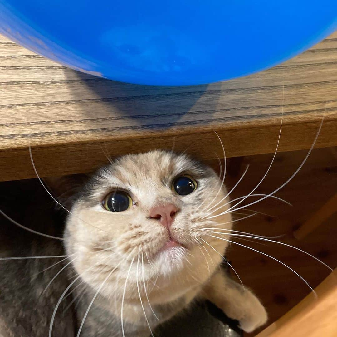 阿部春弥のインスタグラム：「・ Her obsession with blue balloons is an oasis in my heart. ・ 彼女は私の心のオアシス ・ #ねこ#ねこのいる生活 #cat#catstagram」