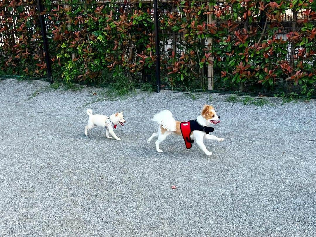 楪望のインスタグラム：「* 平和なひと時🕊️  ギフト氏🐕 ドッグランで豆柴のベビちゃんに遊んでもらいました🧶  そろそろ犬見知り、克服してくれませんかね🤔😗 #dogs #犬 #わんこ #dogsofinstagram #いぬすたぐらむ #キャバチワ #豆柴 #子犬 #ギフト #もうすぐ1歳 #ドッグラン #🐕 #🐶」