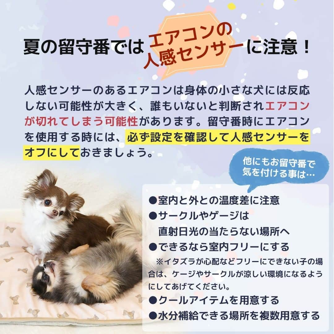 iDog&iCatさんのインスタグラム写真 - (iDog&iCatInstagram)「愛犬との暮らしをもっと楽しく快適に！ IDOG&ICATのお役立ちコラム随時更新中です♪  本日は夏のワンちゃんのお留守番について注意すべきことなどをまとめた記事を紹介いたします！  【犬の留守番は熱中症に注意！エアコンの温度は？おすすめ室内用クールアイテムも】  熱中症になるのは人間だけではありません。 飼い主の目が届かない、ワンちゃんだけのお留守番などは気を付けなければなりませんね。  IDOG&ICATでは様々なひんやりアイテムをご用意しております。 是非、ワンちゃんとの暮らしにご利用ください♪  ●保存しておけばいつでも見返せて便利です♪  コラムはIDOG&ICAT公式サイトからご覧いただけます！ https://www.idog.jp/blog/2023/07/05/indoor-heat-stroke-measures/  #iDog #IDOGICAT #iCat #犬の服 #犬服 #ペットウェア #犬の服iDog #犬 #うちの子優勝 #わんすたぐらむ #dog #チワワ #トイプードル #ミニチュアダックス #柴犬 #ペット用品 #犬との暮らし #熱中症対策 #夏 #暑さ対策 #ひんやり #ペットベッド #留守番」7月6日 15時11分 - idogicat