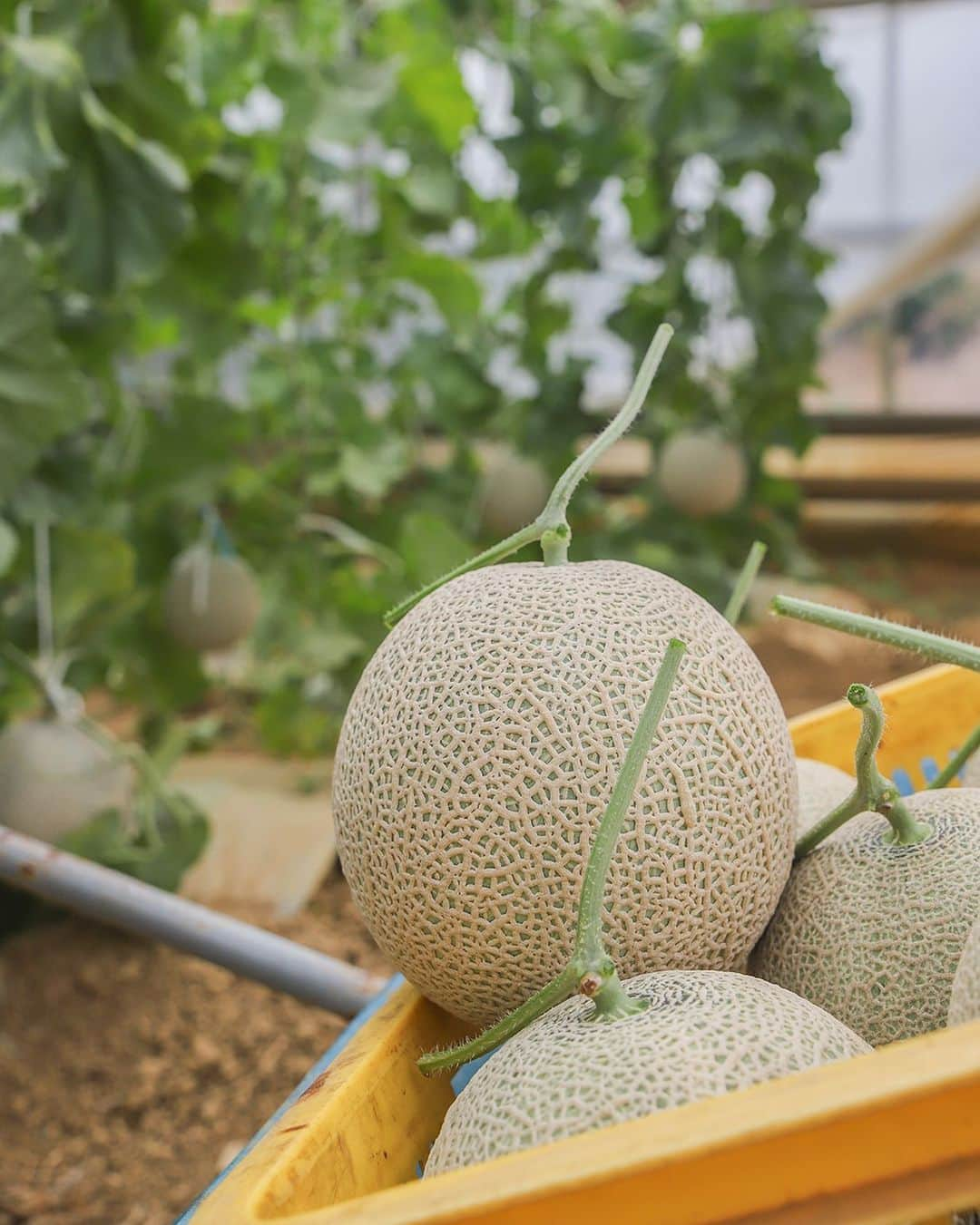 愛知県田原市さんのインスタグラム写真 - (愛知県田原市Instagram)「I will have a sweet melon. * あまーいメロンいただきまーす😋♪ * 今日7月6日は  渥美半島田原市メロンの日🍈  みんなで甘さたーっぷりの 田原のメロンの 魅力を広めよう🤗✨  そして！ 週末にはメロンの日イベントが 盛りだくさん😆！  【渥美半島田原市メロンの日イベント】 🍈サンテパルクたはらでメロン大抽選会 7月8日、9日 9:30〜なくなり次第終了 産直広場で2,000円以上買い物で、1回抽選！  🍈星が丘マルシェ 7月8日 10:00〜16:00 場所　星が丘テラス（名古屋市千種区） マルシェで田原市の農産物を500円以上買い物で1回抽選！  #メロン#マスクメロン#アールスメロン#イエローキング#タカミメロン  #たはら暮らし  #渥美半島#田原市#伊良湖岬#伊良湖#赤羽根#菜の花浪漫街道  #tahara#irago#akabane#サーフィン#surfing#田舎暮らし#日々の暮らし #休日の過ごし方#スローライフ #instagramjaran#igersjp」7月6日 15時57分 - tahara_kurashi