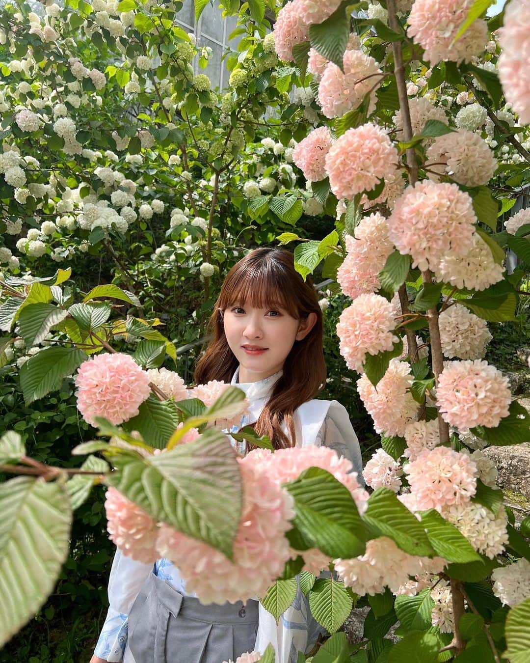 川村文乃のインスタグラム：「オオデマリ💐🤍 #ANGERME#アンジュルム#川村文乃#牧野植物園」