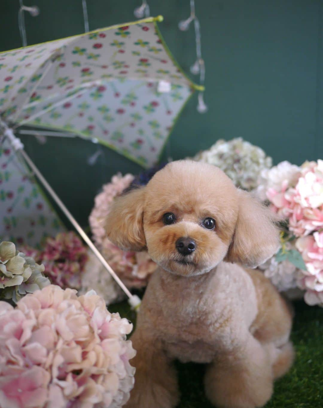 doghug (ドッグハグ) 豊洲本店のインスタグラム