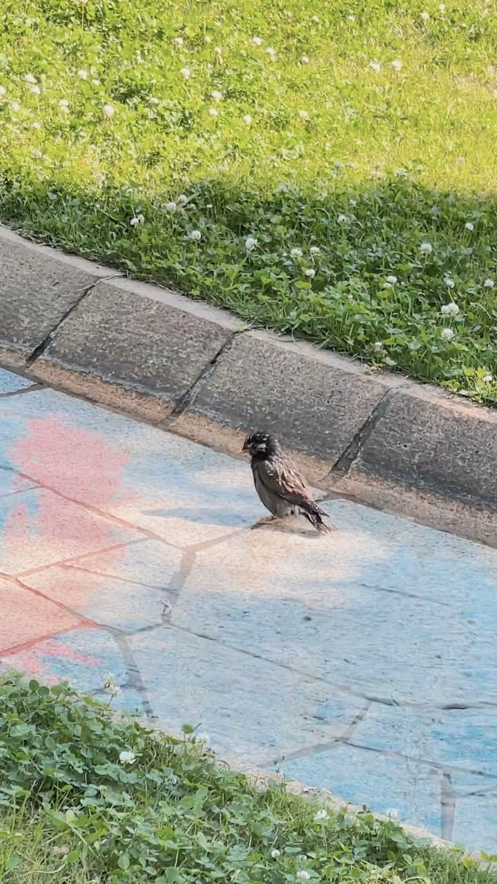 恒松あゆみのインスタグラム：「水浴びをする鳥さん。  元気に遊ぶこどもたちの声。   #昼下がり」