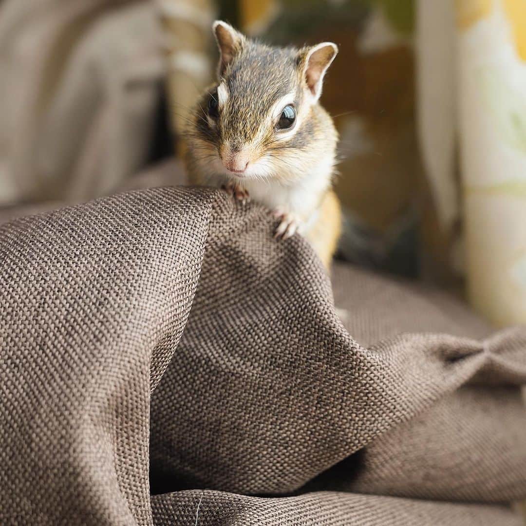 のインスタグラム：「#Sophie  Hello cutie♡  ホッペは早くも秋を感じてる？ 夏本番はこれからだよ  #chipmunk #シマリス #リス」