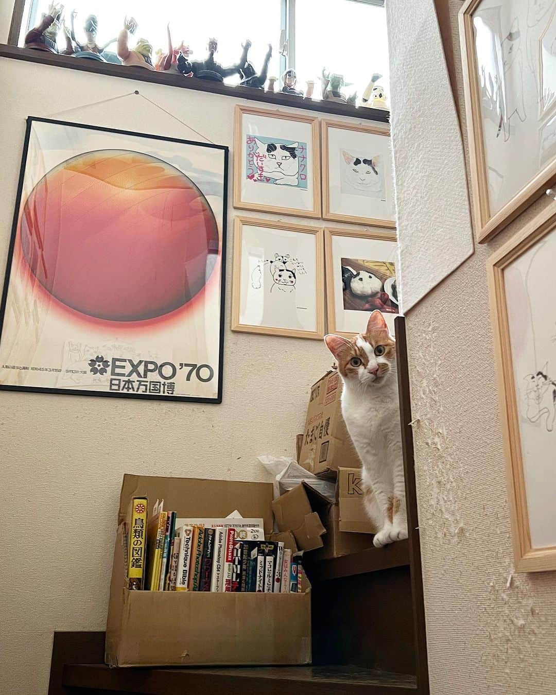 Kachimo Yoshimatsuのインスタグラム：「パパさん行ってらっしゃい！ と高いところから見送られた。  #うちの猫ら #猫 #oinari #ねこ #ニャンスタグラム #にゃんすたぐらむ #ねこのきもち #cat #ネコ #catstagram #ネコ部 http://kachimo.exblog.jp」