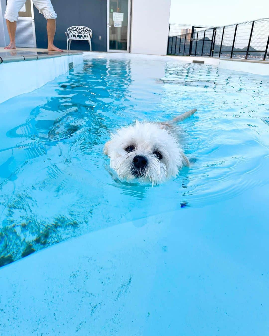 ぷにさんのインスタグラム写真 - (ぷにInstagram)「台風の後だったけどお天気になって最高だった鴨川🤍  お部屋から海を見ながら朝風呂に入れて٩(ˊᗜˋ*)و💕一生湯船から出たくなかったなぁ笑  ごはんも美味しくてホテルのスタッフさんたちも皆さま優しくて🥲❤️幸せ大満足でした❤️ . マイロ🐶もゆにも👶🏻私にくっつき虫で ゆにもマイロもお互いが大好きでこの３人はいつもセット(*ฅ́˘ฅ̀*)💓笑  水が大好きな2人だから 🐶はプールにも海にも挑んで行き 👶🏻は足をつけてきゃっきゃっ☺️💕楽しそうでした🐾(2枚目の写真はパパ氏が撮ってくれたお気に入り🥺)  日本の海にはLAの海とはまた違う良さがあって楽しいねっ🐰🎀💕  そして今日7月6日は大事なマイロの5歳のお誕生日🎂🎀  来週はお誕生日パーティー旅行を計画中🐶💓 一生懸命考えたから喜んでくれたらいいな❤️」7月6日 18時00分 - punipuni_riko