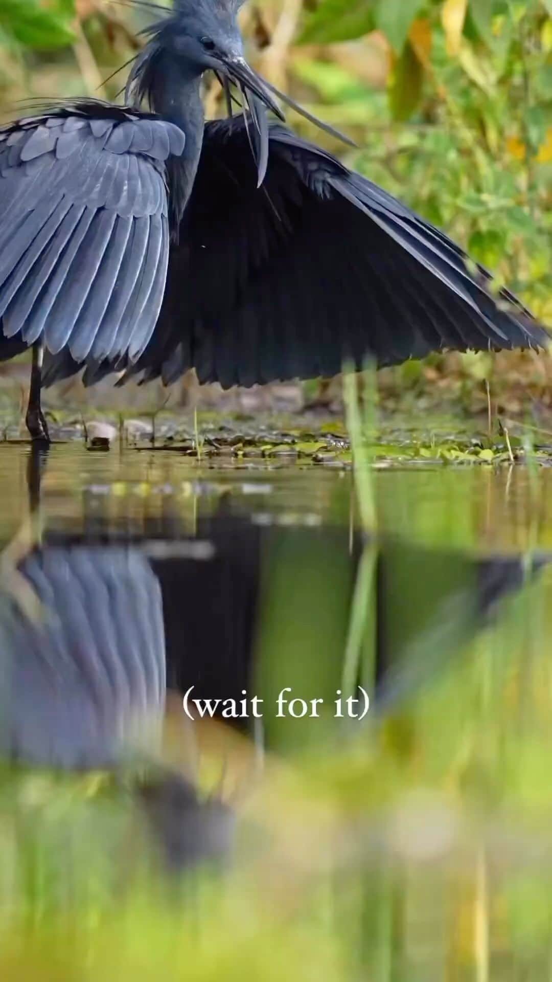 Awesome Wonderful Natureのインスタグラム：「“Meet, the Black Heron. 🐦‍⬛  This bird is a master at fishing and used this special technique to lure fish into the circle of doom!”  Video by @marlondutoit」