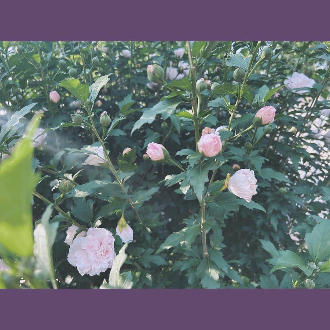 桜野羽咲さんのインスタグラム写真 - (桜野羽咲Instagram)「❤︎ ⁡ ⁡ ⁡ ⁡ ⁡ いつものお散歩コースに咲いてるお花 1週間で綺麗に咲きました🪽 (2枚目が1週間前) ⁡ ⁡ ⁡ なんの執着もなく このままどこかに行ってしまいたいな、 なんて ずっとずっと長い夢を見ているんだろな とか考えてる ⁡ だけど 綺麗に撮れたから 見せたいな、とも思ったんだよ ⁡ ⁡ そういうの 全部、本心。 ⁡ ⁡ ⁡ ⁡ ⁡ ⁡ ⁡ ┈ ┈ ┈ ┈ ┈ ┈ ┈ ┈ ┈ ┈ ⁡ ⁡ ■開催情報 ⁡ 7/8(土) Gallery＆Bar くらげ桜野羽咲イベント 「うーちゃんのくらげ一日店長」開催 ⁡ ⚲Gallery＆Bar くらげ 17:00~21:00(L.O 20:30) ※混雑時、90分入れ替え制 ※チケット販売はございません、どなたでもお楽しみいただけます。 ▷arcana-project.com/contents/654293 ⁡ ⁡ ┈ ┈ ┈ ┈ ┈ ┈ ┈ ┈ ┈ ┈ ⁡ ■ライブ情報 ⁡ ○7/15(土)東京キネマ倶楽部 →LAVILITH主催ライブ ⁡ ○7/30(日)秋葉原ディアステージ →桜野羽咲ソロライブイベント ⁡ ○8/19(土)shibuyaCYCLONE  →ARCANA PROJECT×ニノミヤユイ 2マンライブ  ○9/16(土)東京キネマ倶楽部 →ARCANA PROJECTワンマンライブ ⁡ ⁡ ┈ ┈ ┈ ┈ ┈ ┈ ┈ ┈ ┈ ┈ ⁡ ⁡ ⁡ ⁡ ⁡ ⁡ ⁡ ⁡ #お散歩 #お散歩写真 #フィルムカメラ #花 #花のある暮らし #お花好き #filmphotography #flowerphotography #filmhwa #flowers #ライブ情報 #リリイベ」7月6日 18時22分 - sakuranousa