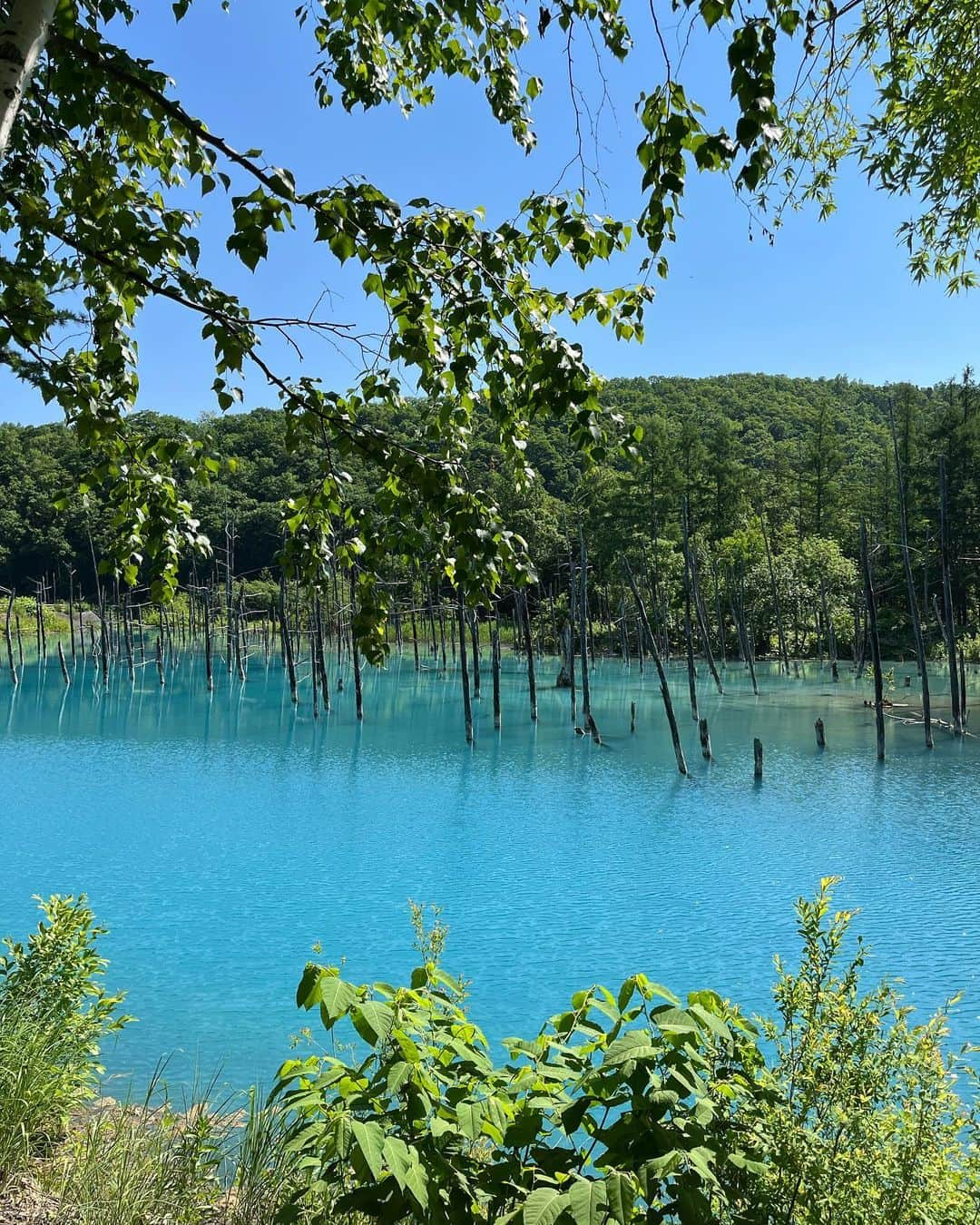 遥羽ららさんのインスタグラム写真 - (遥羽ららInstagram)「.  北海道part2   青い池 本当に本当に青かった！！ 想像以上でした🩵 入浴剤入れてるみたいで🛀笑  ラベンダーも少し早いかなーと思いましたが、 綺麗に咲いてくれてました🪻 その他のお花はこれからのこ達が多かったかな🌼  そして夕張メロンが美味しすぎた。。🤭🍈  #青い池 #白鬚の滝 #富良野 #ファーム富田 #ニングルテラス  #夕張メロン」7月6日 18時24分 - rara_haruha