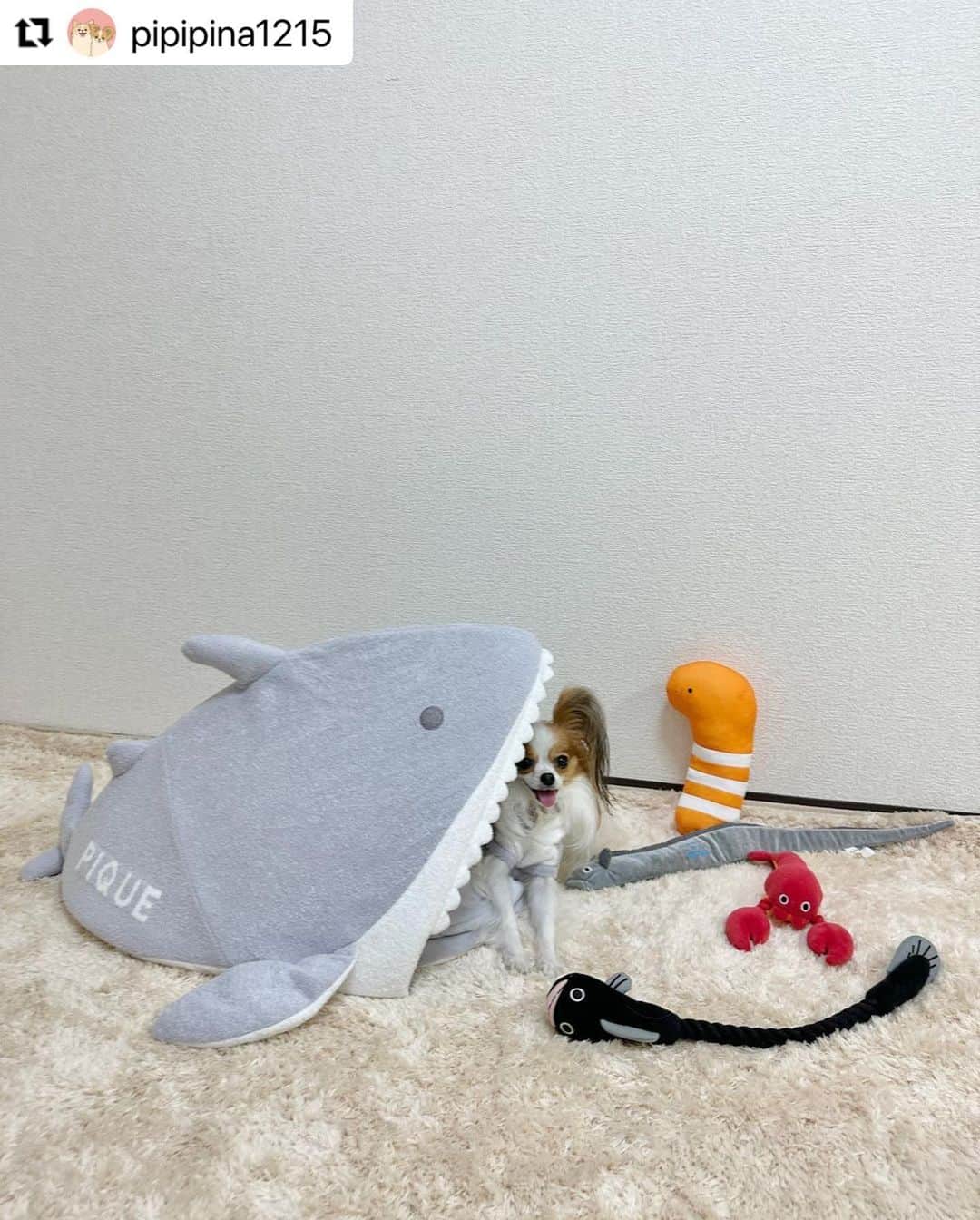 Caluluさんのインスタグラム写真 - (CaluluInstagram)「GELATO PIQUEのシャークハウスとシャークフーディーを着てくださいました🦈  とってもとっても可愛すぎます❤️❤️❤️  サメになりきれちゃうウェアとサメに食べられちゃう！？ハウスで可愛いすぎて、ついつい沢山写真を撮ってしまいますね🤳😆  癒される写真と動画を沢山ありがとうございます💗  #Repost @pipipina1215 with @use.repost ・・・ ✳︎ ✳︎ 海鮮系犬🐶 ついに🦈になったよ🥺  @calulu_dogwear さんでジェラピケの新作の🦈が可愛すぎて、いる？ほんまにいる？？ って悩んだけど🙈 可愛すぎたから正解❤️ 🦈のお腹の中も気に入ってくれたみたい😍  何匹の海鮮たち見つけられたかな？🐟  #音源使わずに歌う系飼い主 #ジョーズ的な #ジェラピケ #ジェラピケペット #gelatopique #🦈 #内臓を掘るタイプ #カルル #カルルドッグウェア #モルム #パピヨン #papillon #パピヨン服  #カルルわんこの会 #わんこふく #なりきり服 #なりきりコーデ #シャーク #gelatopique #calulu #癒しわんこ #わんこ部 #ペットグッズ #ペットベッド #わんこハウス #ペットハウス #いぬすたぐらむ #わんこのいる暮らし #わんこ部」7月6日 18時53分 - calulu_dogwear