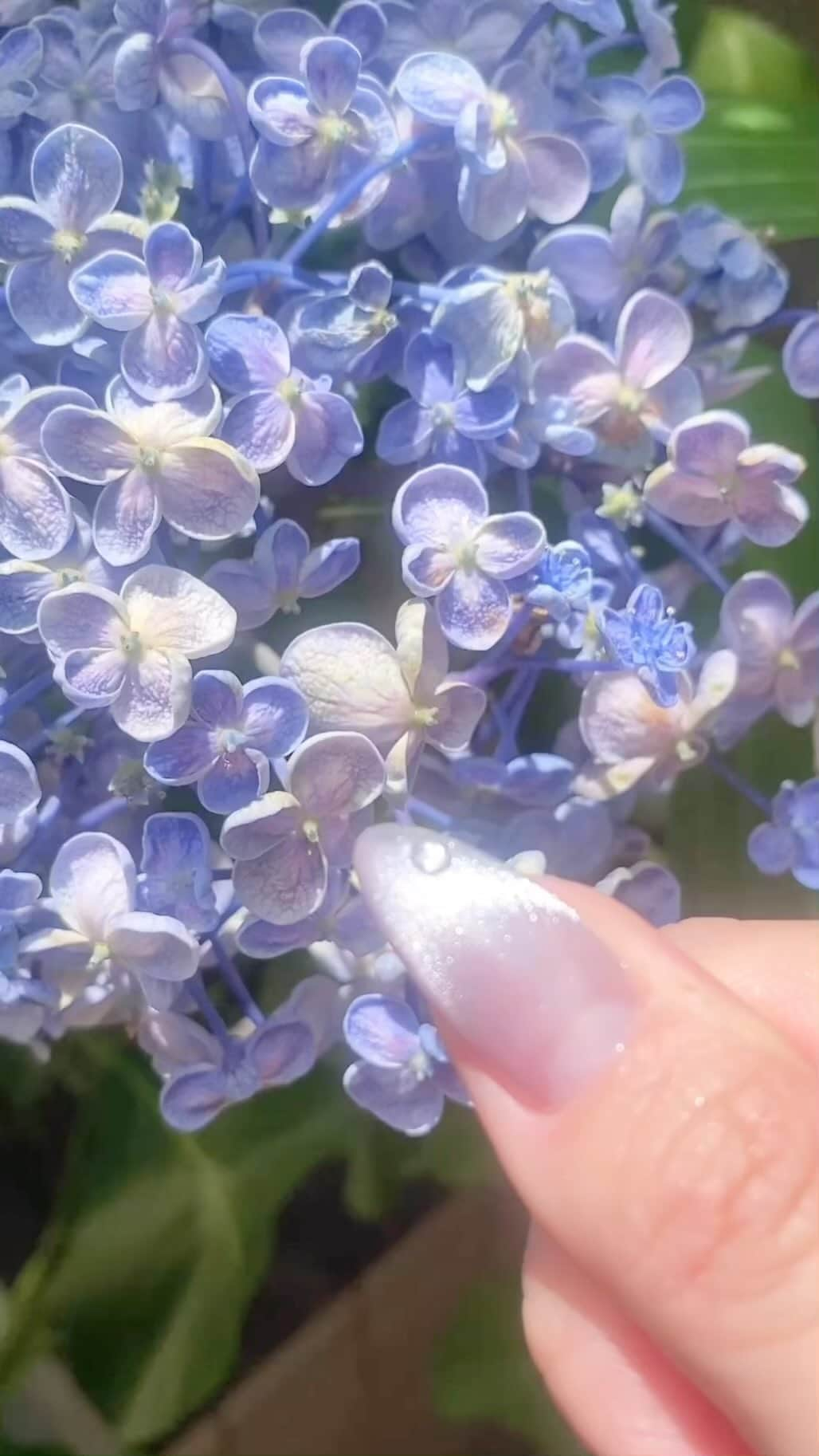 Mihoのインスタグラム：「.  綺麗に咲いていた紫陽花とともに…💜  梅雨ももう直ぐ終わるね☔️🌈  .  #マグネット #夏ネイル  @la.source_nail  .  ◆住所 〒650-0011 兵庫県神戸市中央区下山手通2丁目12-7 ダイキホームビル2階　203 ◆電話番号 078-600-2382  https://nailbook.jp/salon/20720   .  #三宮フィルイン  #フィルイン #神戸#美甲#美甲設計  #네일#네일아트#네일디자인 #ニュアンスネイル #神戸ネイル #神戸ネイルサロン #三宮ネイルサロン #元町ネイルサロン #トアロード　#三宮　#nail #nailart」