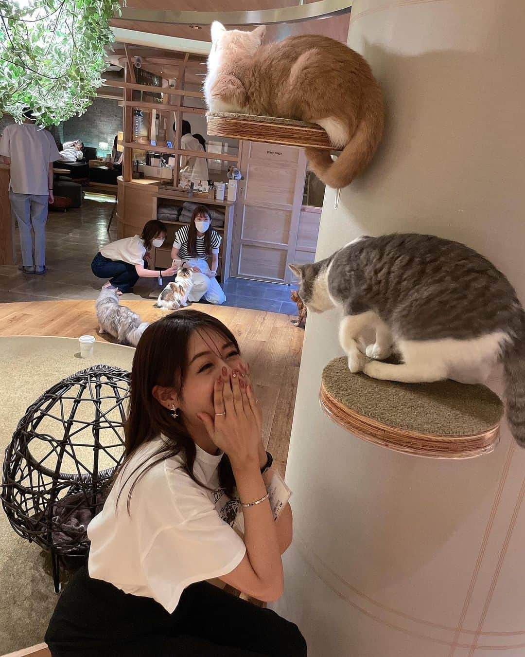 ISHIIYUKIKOさんのインスタグラム写真 - (ISHIIYUKIKOInstagram)「癒しの休日🥺❤️ ゆりえちゃんと猫様に癒されに猫カフェに行って来たー😍 @mocha.sinjyuku @yurie808golf   子猫におやつあげると取り合いしてて可愛かった🥺  匂いとかもなく清潔感あって居心地良き❤️気まぐれで寄ってくる猫様がいたり、ニャンプロ（猫のプロレス）が始まったり飽きないの😍  とても癒されたー💕また行きたい🐱  #猫カフェmocha #猫カフェ #PR #新宿猫カフェ #新宿カフェ #ニャンプロ #catstagram #catlover #猫好きさんと繋がりたい」7月6日 19時26分 - ishii_yukiko