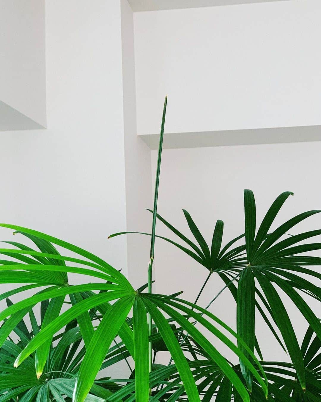 小谷実由のインスタグラム：「ずっと何年もこの植物が家にいるのに、このピン！としたやつが開いて他の葉と同じようになるんだって今日オットが教えてくれて知った。面白いからくる驚きと嬉しさと共にずっと知らなくてごめんねの気持ちが込み上げる。触ったらちょっとアロエみたいな分厚さ。開くんだね、待ってます🪴」