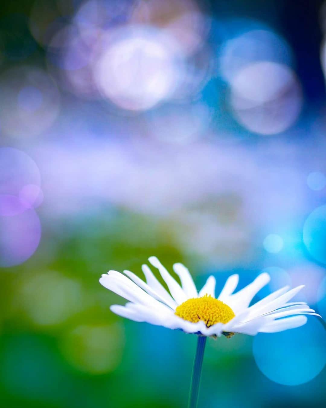 花の写真館のインスタグラム：「Photo by @toshikouyu. https://instagram.com/toshikouyu/ . Original Post[投稿いただいたURL] https://www.instagram.com/p/CtkJGAty264/ . 本アカウントは、 #私の花の写真 をつけてInstagramに投稿された皆さまの花の写真や、「花の写真館」Facebookページで投稿された花の写真を紹介します。 「花の写真館」Facebookページは、「 @floral.photograph 」のプロフィールにあるURLからご覧ください。 . ※各種法令、マナー、関係者の指示に従った撮影をお願いします。 *Please ensure that your photography adheres to all relevant laws, etiquette, and instructions issued by authorized persons. ※本アカウントは東京カメラ部がFacebook、Instagramのサービスを利用して運営しているもので、Meta社・Instagramとは一切関係ありません。 . #花の写真館 #floralphotograph #floralphoto #flower #flowers Follow: @floral.photograph」