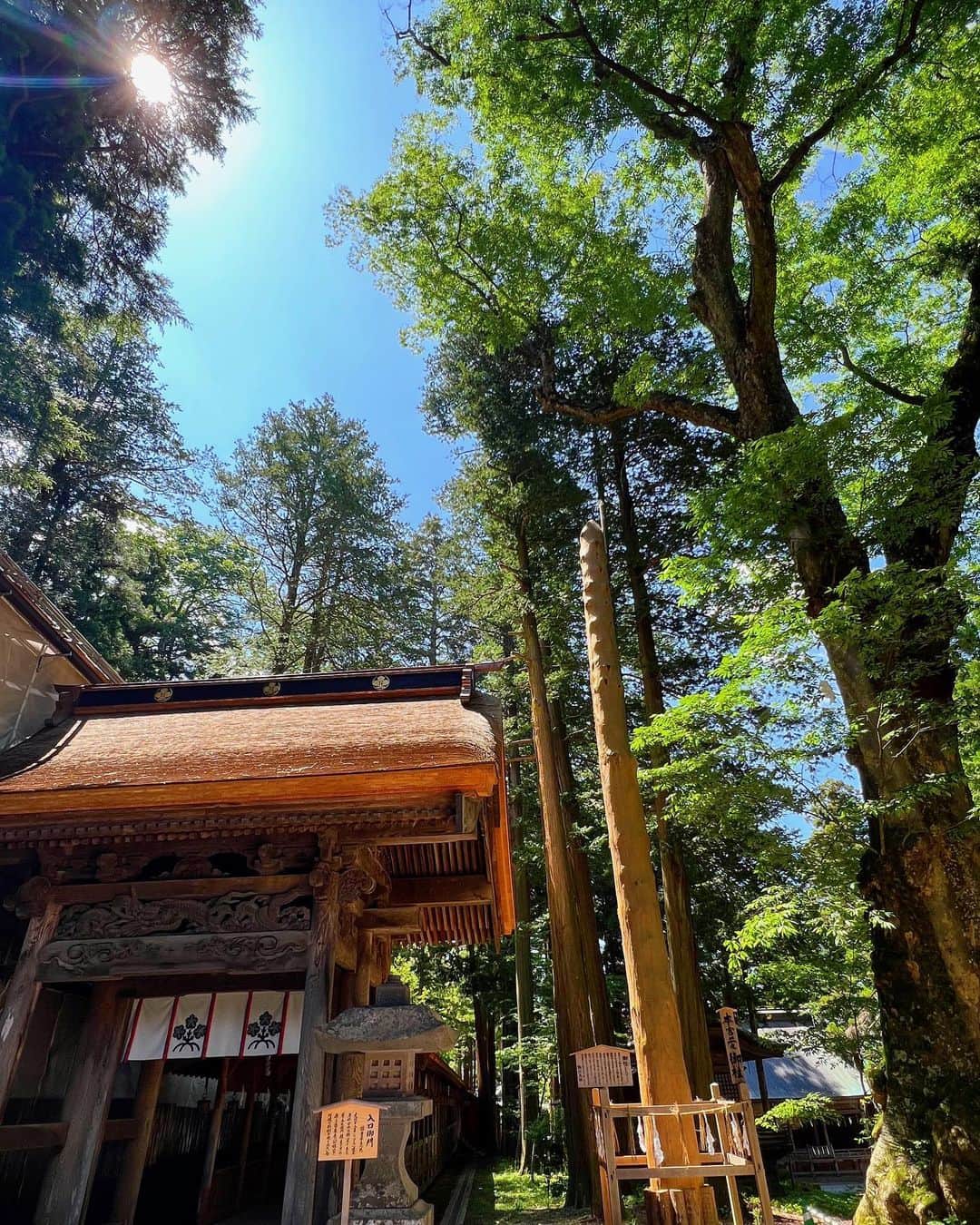 一双麻希 のインスタグラム：「長野の諏訪大社。 神社は好きで色々行くけど、 ここは本当に立派な木々に囲まれていて、なんだかすごく神聖な気を感じた特に好きな神社でした。😌✨ 御朱印帳を忘れたのが悔やまれる。。🙁😩 夏の空だなぁ。✨  #諏訪大社 #諏訪大社上社本宮 #諏訪湖 #諏訪   #神社巡り #パワースポット #パワースポット神社 #御朱印帳 #御朱印巡り #神社好き #自然が好き #長野観光 #長野 #国内旅行 # #旅好き #旅好きな人と繋がりたい #旅好き女子 #登山初心者 #山女 #山ガール #山好き #登山女子 #山好き #登山 #山好きな人と繋がりたい #アウトドア女子 #自然写真 #japanview #naturephotography」