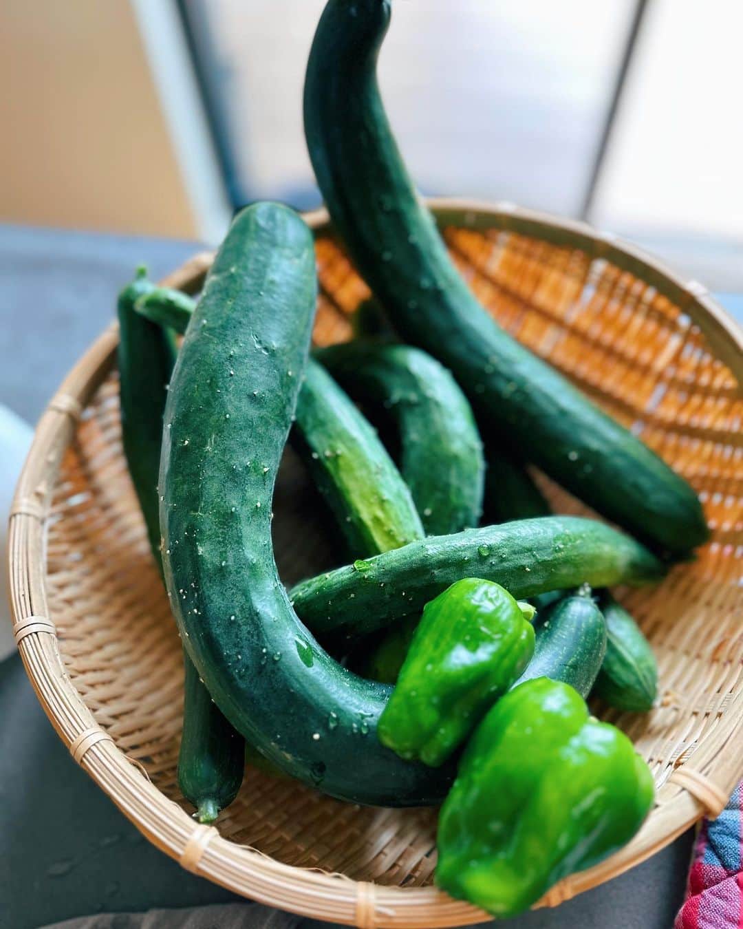 忍舞のインスタグラム：「今年の夏野菜🌱  畑で育ててるのは ・ミニトマト ・茄子 ・ししとう ・モロヘイヤ ・ピーマン  今年初✨ ・スイカ ・きゅーり ですが きゅーりがおばけきゅうり👻ww  きゅーり好きな息子がいるので ありがたいw  #夏野菜 #有機野菜 #無除草剤 #畑仕事」