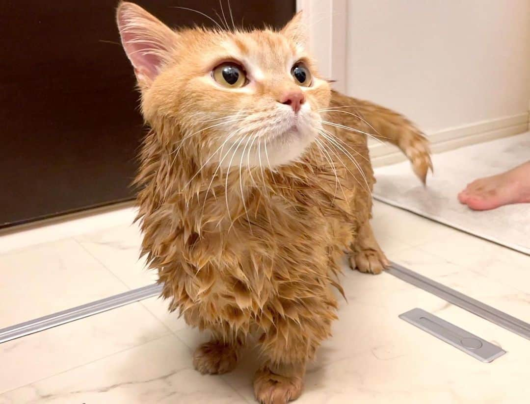 Purin_munchkincatさんのインスタグラム写真 - (Purin_munchkincatInstagram)「この前プリンをシャンプーしました🛁 YouTube見てくれたかな？ シャンプーのときはお喋りが止まらないプリン、鳴き声可愛かった😸💕 シャンプー大変だけど、やるとスッキリさらふわになって気持ちいいよね😊 プリンお疲れ様！  #短足マンチカンのプリンとメル #マンチカン #茶トラ #キジトラ #短足 #短足マンチカン #子猫 #ねこ部 #cat #munchkincat #catstagram #ilovecat #ふわもこ部 #catloversclub #munchkinlovers #catsofinstagram #にゃんすたぐらむ #ねこのいる生活 #猫好きさんと繋がりたい」7月6日 20時13分 - purin_nyan