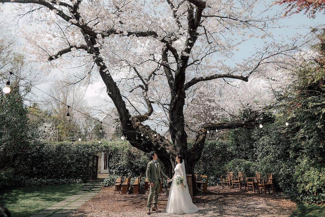 ラクラリエールのインスタグラム：「* 樹齢120年を超える桜の木 明治の昔　この土地を畑として お持ちでいらしたご夫婦が植えてくれました  時代の移り変わりをずっと 見守ってきたこの桜は 今このご時世をどのように見ているのでしょう  本日もまた　この桜の下で 1組のご夫婦が優しい時間を過ごされました どんな時代でも 人と出会い結ばれることの奇跡 ふたりの喜び　親の寂しさ　ゲストの方への感謝 これらは変わらずに刻まれていくのだと思います  ここで過ごした時間が 皆さまにとって 暖かくかけがえのない時間になりますように  クラリエールでしか つくれない結婚式を↟⌂*  #ふたりの未来も幸せにするウエディング #クラリエール#ラクラリエール #森の結婚式#ガーデン  #子連れ結婚式 #大恋愛僕を忘れる君と #家族挙式#少人数結婚式 #結婚式準備#2023年冬婚#2023年秋婚 #大宮結婚式場#埼玉プレ花嫁#東京花嫁  #ガーデンウエディング#結婚式場見学 #ナチュラルウエディング #埼玉結婚式#リゾートウェディング #三橋の森 #ガーデン挙式 #プレ花嫁 #軽井沢ウエディング#パーティ会場 #ブライダルフェア#那須ウエディング #ソメイヨシノ #樹齢120年」