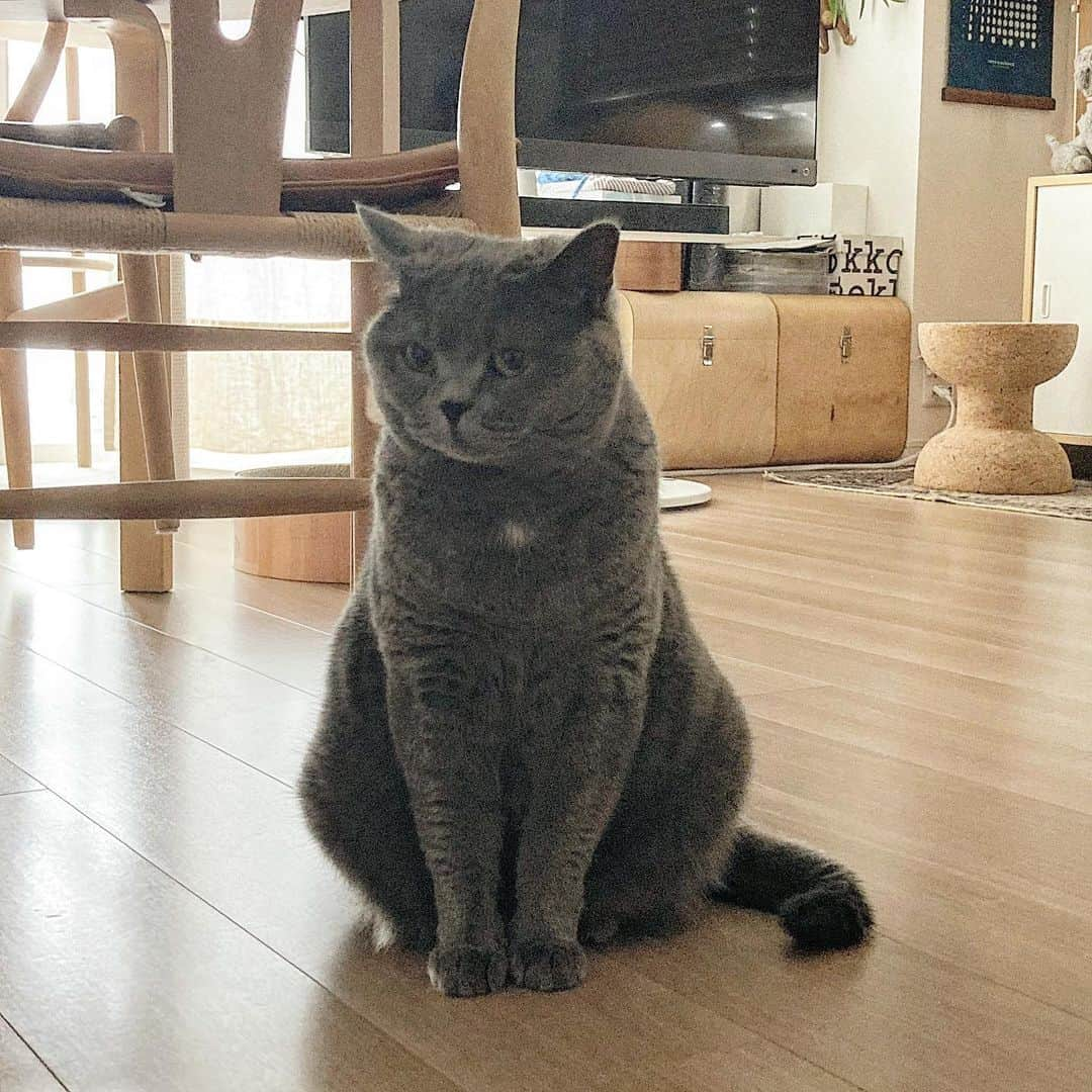 tomonashiのインスタグラム：「☺︎ 旅行から帰ってくるおかあさんを 礼儀正しく待ってます . #britishshorthair  #ブリティッシュショートヘア  #mycat」