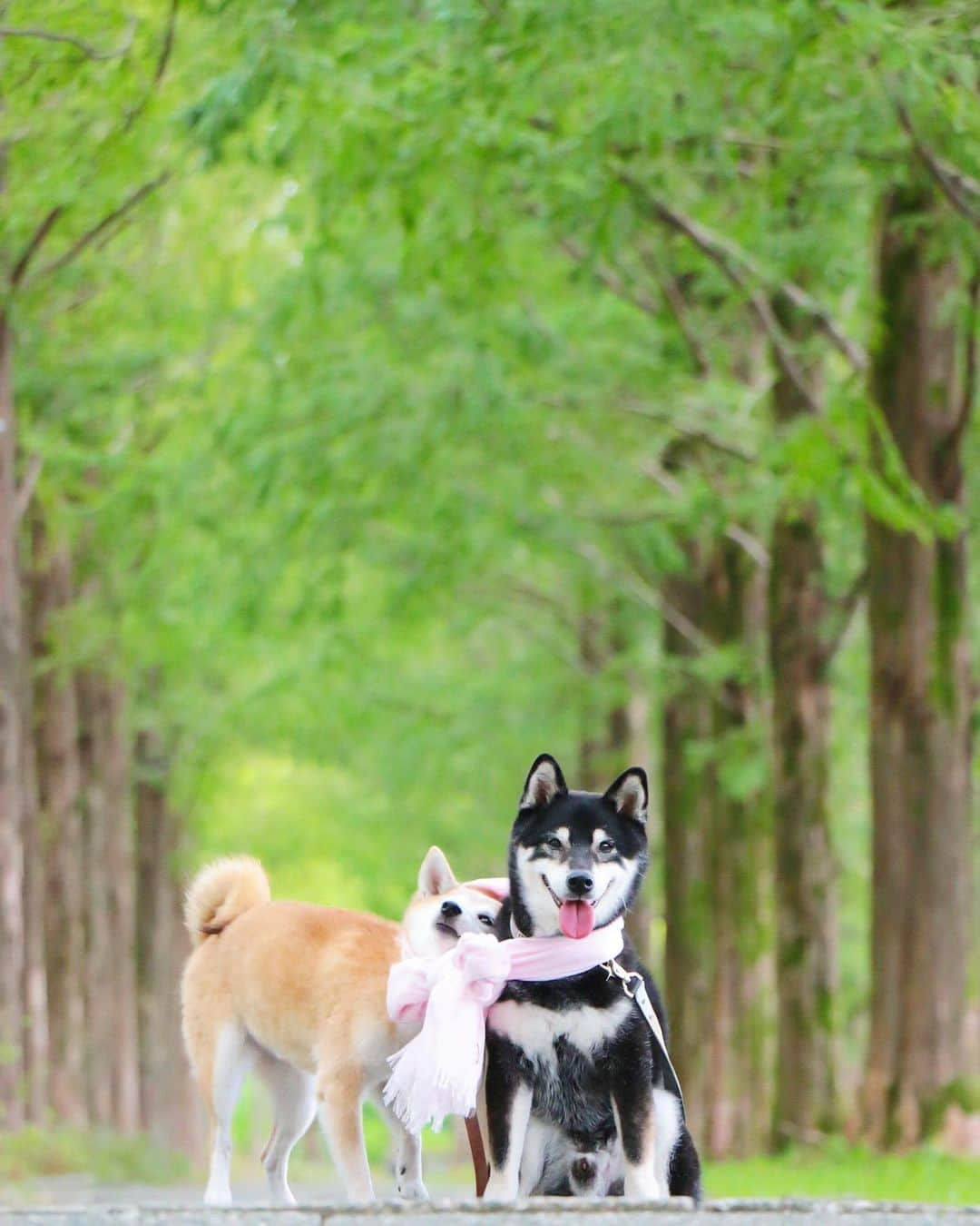 柴犬 けんしろう ゆりあのインスタグラム：「🐶🌿🐶  毎日毎日暑いので 涼しげな写真探してたら こんなの出てきた。  ほんと、ゆりあさんってば😂  #メタセコイヤ  #shiba #柴犬 #あかしば #くろしば」