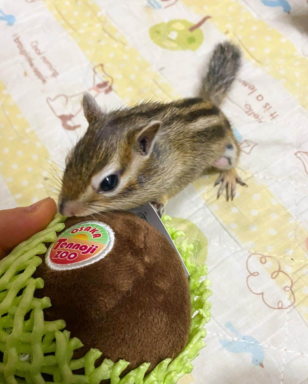 peace_0322のインスタグラム：「#リス#シマリス#ふわもこ部 お母さん何これ？🥝キウイ 美味しそうだね😋ひよりんこれは食べられないよ😂 ずーっと欲しかった天王寺動物園オリジナルのキーゥィマスコット😆 オンラインで買えるようになったので思わずポチッとしてしまいました🤣」