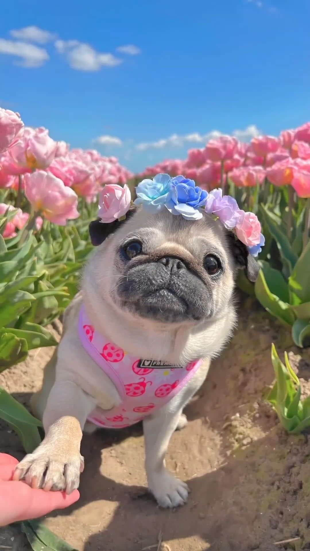 SHEINのインスタグラム：「Somes you've got to paw-se to smell the flowers🌷🐾 This PSA (Petal Sniffing Announcement) brought to you by the crowned queen of staying grounded and gorge @pugloulou 🐶👑  #SHEINinspo」
