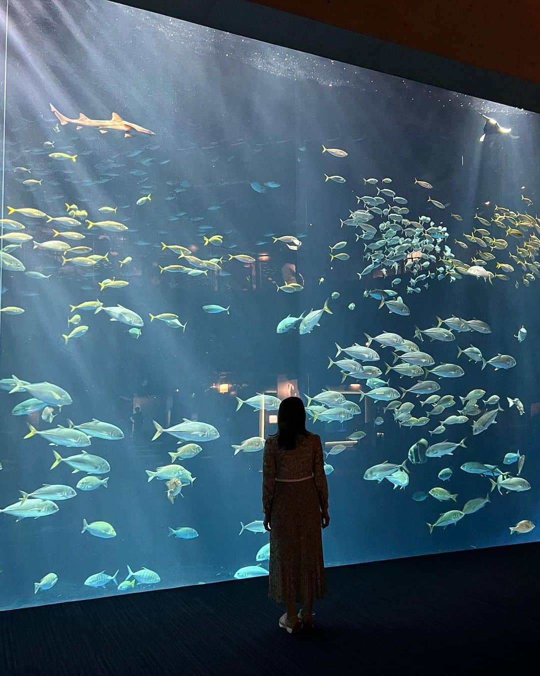 桐谷蝶々さんのインスタグラム写真 - (桐谷蝶々Instagram)「🛩 香川旅その2  四国水族館に行きました🐟 水族館だいすきー！ 新しい水族館でとても綺麗でした。  イルカショーは最前列で見たのですが、イルカ近くて可愛かった🐬 マダライルカという小型のイルカで新鮮でした。  バッグヤードツアーも体験して、大水槽の裏側を見せてもらいました☺️普段あげている魚たちのご飯も見せていただいたり楽しかったです🐠  アザラシ見ながら、アザラシのアイスを食べて🍨 水族館のキャラクター、シュモクザメのしゅこくんの海苔が乗ったラーメンも食べました🍜  #四国水族館 #香川旅行 #水族館 #水族館巡り #水族館好き #シュモクザメ #イルカ #クラゲ #ネコザメ #旅行 #ヤドンとおでかけ #ヤドン」7月6日 21時35分 - choucho_kiri