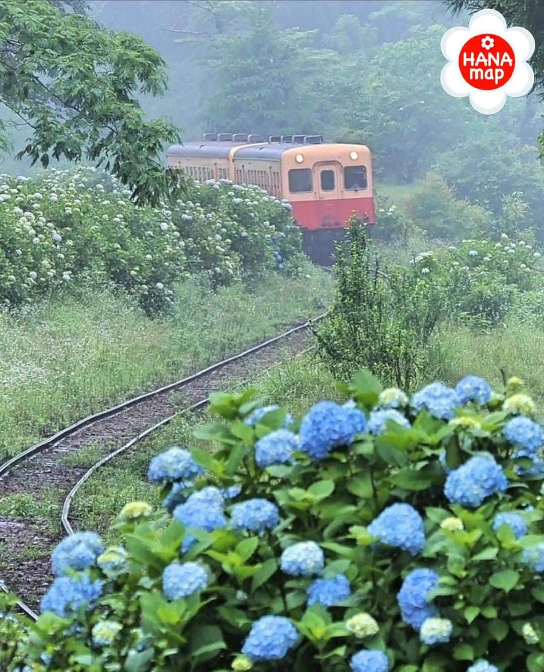 はなまっぷ❁日本の花風景のインスタグラム