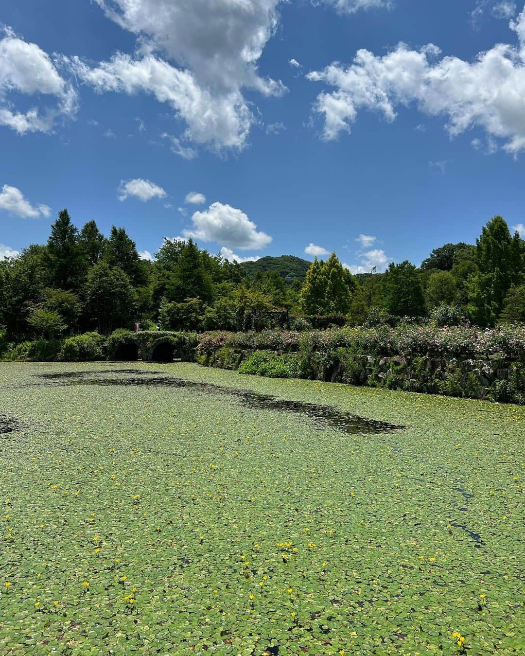 高倉絵理さんのインスタグラム写真 - (高倉絵理Instagram)「美しかった 『軽井沢レイクガーデン』  豊かな水をたたえた湖を中心に、8つのエリアをもつ広大なナチュラルガーデン。 園内を散策しながら四季折々のお花を楽しむことができます。  こちらはわんこOK。  この日は時間が無く園内には入りませんでしたが、外からでもこんなに美しい景色を見ることができました。  バイロンも満足そうな顔♡  📍軽井沢レイクガーデン 長野県北佐久郡軽井沢町レイクニュータウン @karuizawalakegarden   【わんこと園内に入る際の注意事項】 ➀キャリーケースやカートに入れてご入園頂き、キャリーケースやカートからは必ず手を離さないで下さい　 犬のみにしての撮影は出来ません ➁他人に対して吠える犬はキャリーケースやカートから顔を出さずにご散策下さい ➂ベンチに犬を座らせないで下さい  #軽井沢レイクガーデン #わんこと軽井沢 #軽井沢 #軽井沢観光 #軽井沢旅行 #ペットと軽井沢 #わんことお出かけ #karuizawa #karuizawawithdog #karuizawajapan #japantrip」7月7日 8時35分 - eri_t28