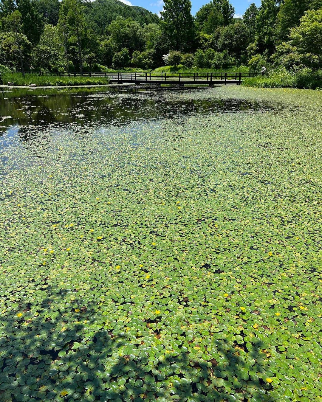 高倉絵理さんのインスタグラム写真 - (高倉絵理Instagram)「美しかった 『軽井沢レイクガーデン』  豊かな水をたたえた湖を中心に、8つのエリアをもつ広大なナチュラルガーデン。 園内を散策しながら四季折々のお花を楽しむことができます。  こちらはわんこOK。  この日は時間が無く園内には入りませんでしたが、外からでもこんなに美しい景色を見ることができました。  バイロンも満足そうな顔♡  📍軽井沢レイクガーデン 長野県北佐久郡軽井沢町レイクニュータウン @karuizawalakegarden   【わんこと園内に入る際の注意事項】 ➀キャリーケースやカートに入れてご入園頂き、キャリーケースやカートからは必ず手を離さないで下さい　 犬のみにしての撮影は出来ません ➁他人に対して吠える犬はキャリーケースやカートから顔を出さずにご散策下さい ➂ベンチに犬を座らせないで下さい  #軽井沢レイクガーデン #わんこと軽井沢 #軽井沢 #軽井沢観光 #軽井沢旅行 #ペットと軽井沢 #わんことお出かけ #karuizawa #karuizawawithdog #karuizawajapan #japantrip」7月7日 8時35分 - eri_t28