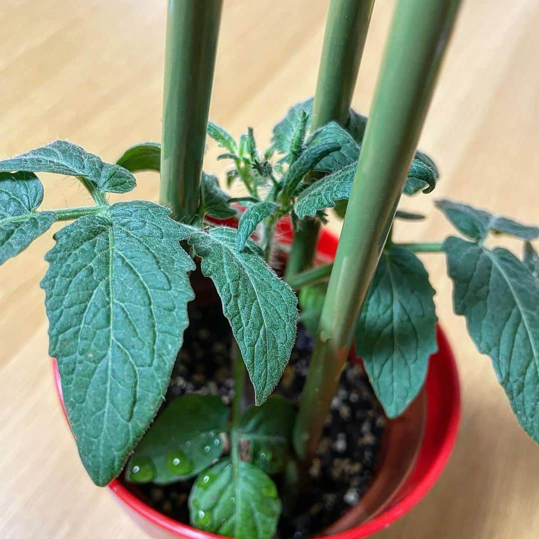 池田彩のインスタグラム：「トマトの苗🌱🍅 大きくなって、ツボミ？が見えてきました😆 花咲くかなー？ 楽しみ〜🍅😊  #気づけば7月  #七夕 #トマト #成長記録」