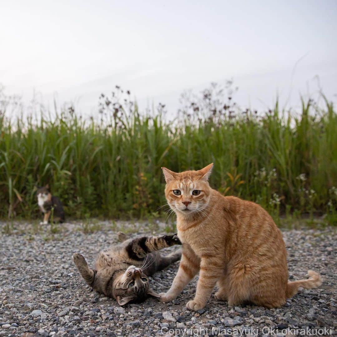 Masayukiのインスタグラム：「あそぼ。  #cat #ねこ #猫 #東京カメラ部 #nekoclub  #mmgtw #my_eos_photo  #yourshotphotographer」