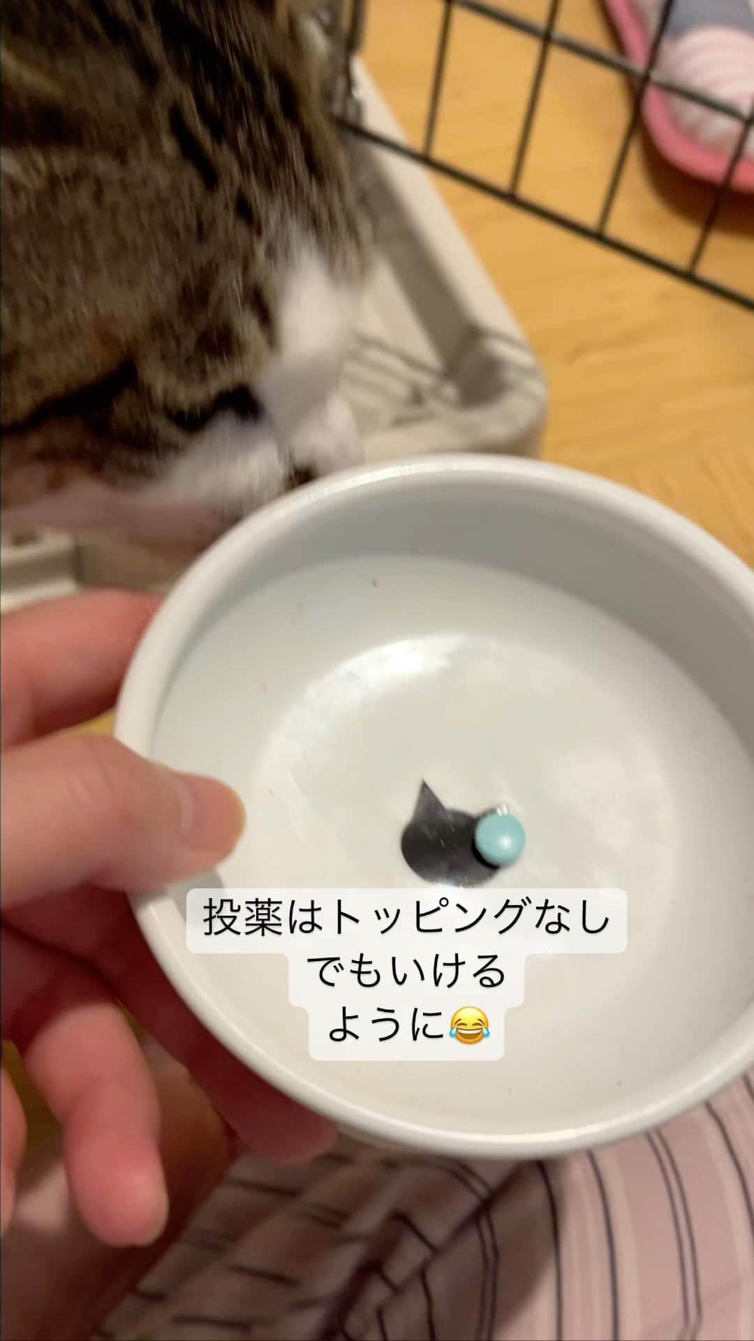 nozomiorideのインスタグラム：「おはようございます🌞 今朝の様子(最後は昨日)  #保護猫 #きじしろ  #キジシロ#きじしろ男子」