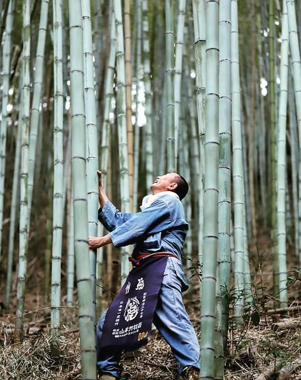 竹虎さんのインスタグラム写真 - (竹虎Instagram)「さて今朝の天気はどうかと思っていたけれど、青空が広がり眩しいばかりの朝日の差し込んむ気持ちの良い朝となった。今日は七夕、笹の葉に願い事を書いた短冊をつるして星に願い事をする日でもあり、天の川で織姫と彦星が1年に1度だけ会える日ともされているから空模様が気になる方も多いと思う。そして、更に7月7日は皆様ご存知の竹取物語に登場する、かぐや姫の誕生日とも言われ「竹の日」に制定されている。 . かぐや姫は竹から生まれたのだが、その竹は一体何だろうか？ずっと前から考えていたけれど、まず思い浮かぶのは日本最大級の孟宗竹である。太く、長い孟宗竹の竹林を見ていると、その節間に小さな女の子がいても不思議ではないように感じる。 . 実際、ちょうど今頃の梅雨のある日、竹林に入っていて驚いた事がある。雨雲で薄暗い竹林に、遠くからでもまるで光輝いて見える孟宗竹が浮かび上がっていたのだ。これは竹取の翁でなくとも目にとまると、思わず駆け寄ったものだ。筍を食する事が多いので一般の皆様にも馴染の深い孟宗竹は、南は九州から北は東北の雪深い地域まで日本中、津々浦々に生えているので昔から日本にあった竹と思われている。ところが、実は諸説あるけれど300年ほど前に中国から渡って来た竹なのだ。そうすると、1000年前に作られた日本最古の物語である竹取物語の時代には日本に無かったはずの竹という事になる。 . 孟宗竹でないとすれば、日本三大有用竹の中でも竹細工に一番多用されている真竹だろうか？しかし、真竹は青々とした美しさが特徴であり、どうもイメージが異なる。 . さて、そこで虎竹だ（笑）。いえいえ日本唯一の虎竹から、かぐや姫が生まれたという事ではない。そもそも竹取物語の舞台となった「かぐや姫の里」だと言われている場所は日本に何カ所もあるのだけれど、もちろん虎竹は生えていない。ただ、虎竹と同じ仲間である淡竹（はちく）が最有力候補ではないかと信じている。 . これも、ある日、虎竹の里の山道を走っていて思わず急ブレーキをかけた事がある。天気の良い日だったが、日陰になった虎竹の竹林に、その竹にだけ太陽の光が差し込み、まるで自分を手招きしているかのように輝いていたのだ！そうなのだ、淡竹は竹表皮に薄い蝋質の膜があって白味をおびている。虎竹は、その下に虎模様の柄が隠されているけれど、その時は柄など全く関係なし、本当に光っていた。 . 淡竹なんて小さな竹だろう？誰がそんな事を言っているのか。確かに孟宗竹のようにはいかないが、それでも十分に大きな竹はあるし、身が薄いから中で暮らす「かぐや姫」にとっては見た目以上に快適空間だったのは想像に難くない（笑）。 . #竹虎 #虎斑竹専門店竹虎 #山岸竹材店 #竹虎四代目 #TAKETORA #竹 #白竹 #孟宗竹 #japan #真竹 #bamboo #七夕 #淡竹 #虎竹 #彦星 #織姫 #天の川 #竹取物語 #かぐや姫 #竹の日 #竹取の翁」7月7日 7時44分 - taketora1894