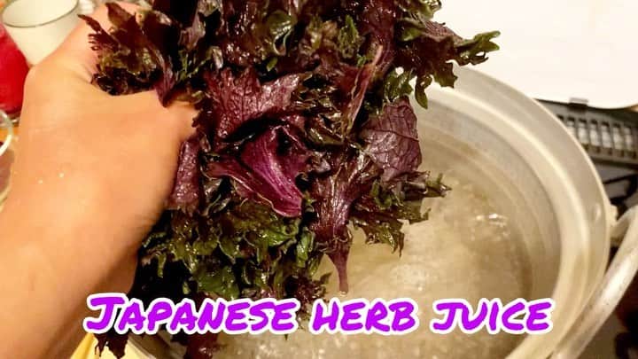 業務田スー子のインスタグラム：「山姥が旅人に振る舞う毒汁スープ作り（笑） ＊ 日本を代表する"合法"ハーブ『紫蘇』ww 赤紫蘇ジュースのシロップを作りました〜❤︎4〜5倍に希釈して飲みます ＊ 味は『ルバーブジャム』っぽいの フルーティーで香りも癒されます  https://ameblo.jp/suuko-gyomuda/entry-12810966422.html ↑↑ 詳しい作り方はこちら💁‍♀️  ＊ トシちゃん、相変わらず細っ！ 昆虫のナナフシみたいだよ😂 太れない、大きくならない体質？ ナナフシのトシちゃん可愛い〜❤︎ ＊ 最後は胡蝶🐈✨ 冷房つけると寒がるので、真夏なのにフワフワの服着てます（笑） そりゃそうだよね、人間年齢93歳だもの🤣 ＊ ＊ って事で 合法ハーブの赤紫ジュース❤︎ マーシーもこれ飲んで体を浄化させなさい(๑•̀ㅂ•́)و ｸﾞｯ!  旨さ覚醒！ 五臓六腑に染み渡る！ 是非作って見てね⁾⁾|д･) ｿｫｰｯ…  #赤紫蘇ジュース #紫蘇ジュース #herb #japanesedrink #ねこすたぐらむ #猫好きさんと繋がりたい #老猫 #catsofinstagram #業務田スー子#旨さ覚醒 #五臓六腑に染み渡る #マーシー」