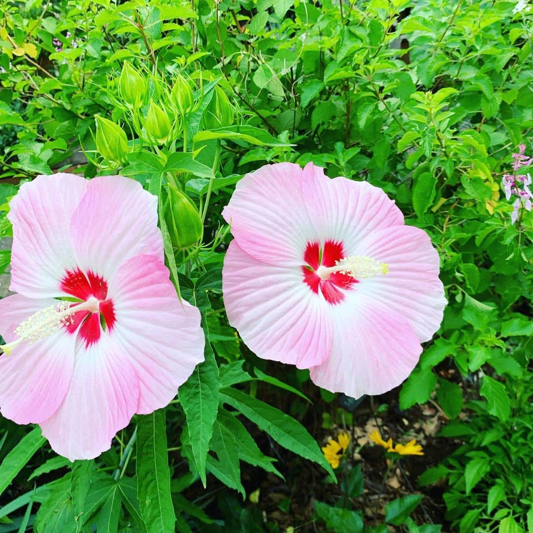 鈴木桃子さんのインスタグラム写真 - (鈴木桃子Instagram)「今日は七夕🎋 近所の公園に飾ってある笹の葉の短冊飾りが朝陽を浴びてキラキラしてました🤩✨🌟 さぁ、今夜はいよいよLove Jetsのライブですよ！ 地球ベイビ〜👽😘思い切り楽しんでおくれ〜💖💖💖私もテンションmaxで楽しむぜぃ〜😎😆🎶💕  ほたてちーじゅ🥹  ★2023年7月7日(金) LOVE JETS LIVE @The Shojimaru http://shojimaru.main.jp/  LOVE JETS: pye-ron(b.vo) principal(ds.vo) watt(vj,g,cho)  guest：COSA NOSTRA momoko suzuki(vo) reiko oda(vo)  19:00 open/19:30start ¥4,000+1drink  #lovejets #忌野清志郎 #kaname #阿部耕作 #watt #小田玲子 #鈴木桃子 #cosanostra #コーザノストラ #shojimaru」7月7日 8時09分 - momokosuzuki