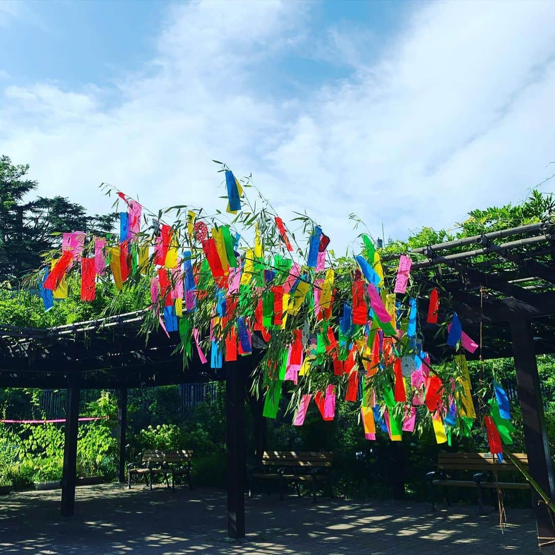 鈴木桃子さんのインスタグラム写真 - (鈴木桃子Instagram)「今日は七夕🎋 近所の公園に飾ってある笹の葉の短冊飾りが朝陽を浴びてキラキラしてました🤩✨🌟 さぁ、今夜はいよいよLove Jetsのライブですよ！ 地球ベイビ〜👽😘思い切り楽しんでおくれ〜💖💖💖私もテンションmaxで楽しむぜぃ〜😎😆🎶💕  ほたてちーじゅ🥹  ★2023年7月7日(金) LOVE JETS LIVE @The Shojimaru http://shojimaru.main.jp/  LOVE JETS: pye-ron(b.vo) principal(ds.vo) watt(vj,g,cho)  guest：COSA NOSTRA momoko suzuki(vo) reiko oda(vo)  19:00 open/19:30start ¥4,000+1drink  #lovejets #忌野清志郎 #kaname #阿部耕作 #watt #小田玲子 #鈴木桃子 #cosanostra #コーザノストラ #shojimaru」7月7日 8時09分 - momokosuzuki