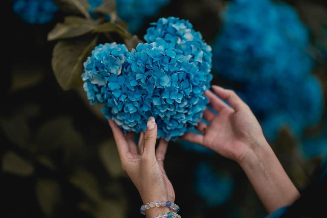 イルコ光の魔術師のインスタグラム：「わぁぁぁぁ、紫陽花完璧なハート♥️見つけたよ❗️右スワイプすると他の写真とセッティングショットもアップしてるので、ぜひ見てね❗️イェーイ❗️  風景写真専用アカウント始めたよ👉　@ilko.no.portrait  フォローめっちゃ嬉しいでーす😊  この前消された機材だけのアカウントが復活したよ👉 @ilko.gear  フォローしてくれたらめっちゃ嬉しいでーす😊  ❗️写メ専用アカウントもあるよ👉 @ilkomobile 😊 . モデル: @mi_portrait . . 新しい @ilkomobile アカウントにiPhoneで撮ってるポートレートもアップしますよ！いい光があればカメラ&レンズはなんでもいいと思います .  . #紫陽花 #ポートレート #単焦点レンズ #神戸　#Sony #instagramjapan #85mm　#東京カメラ部 #ig_today #phototricks117 #tokyocameraclub #Strobist #instagramhub #team_jp_ #my_eos_photo #strobist #200mm #portrait_perfection #iphonephotography #イルコ #光の魔術師 #sonya7iv #instagramhub #カメラ女子 #ニーニー  #lovers_nippon #ファインダー越しの私の世界 #写真好きな人と繋がりたい #portrait」