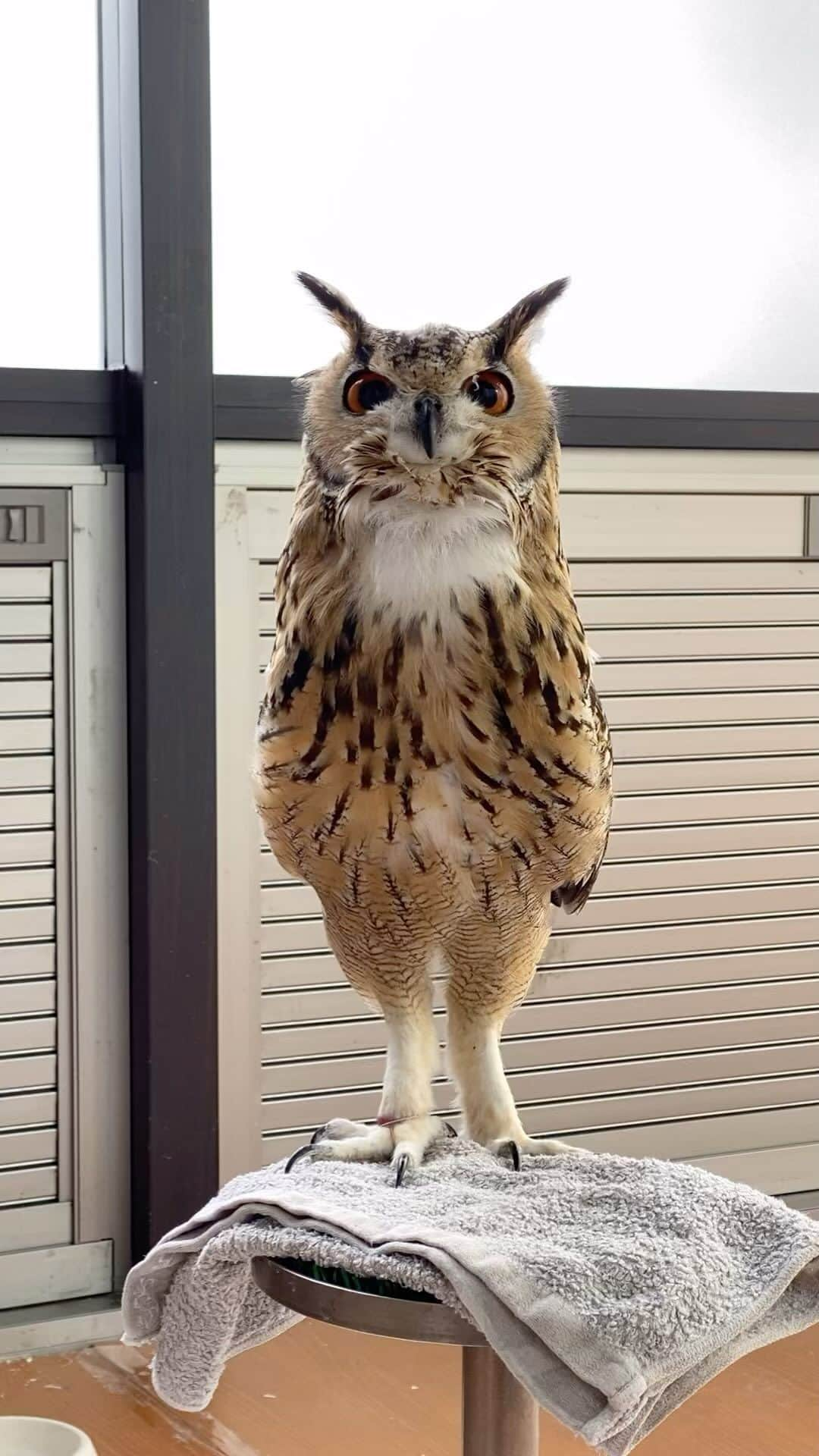 GEN3 Owlのインスタグラム：「ほほほほほほっ @genz64  hohohohohoot!  #owl #owlgaru #フクロウ」