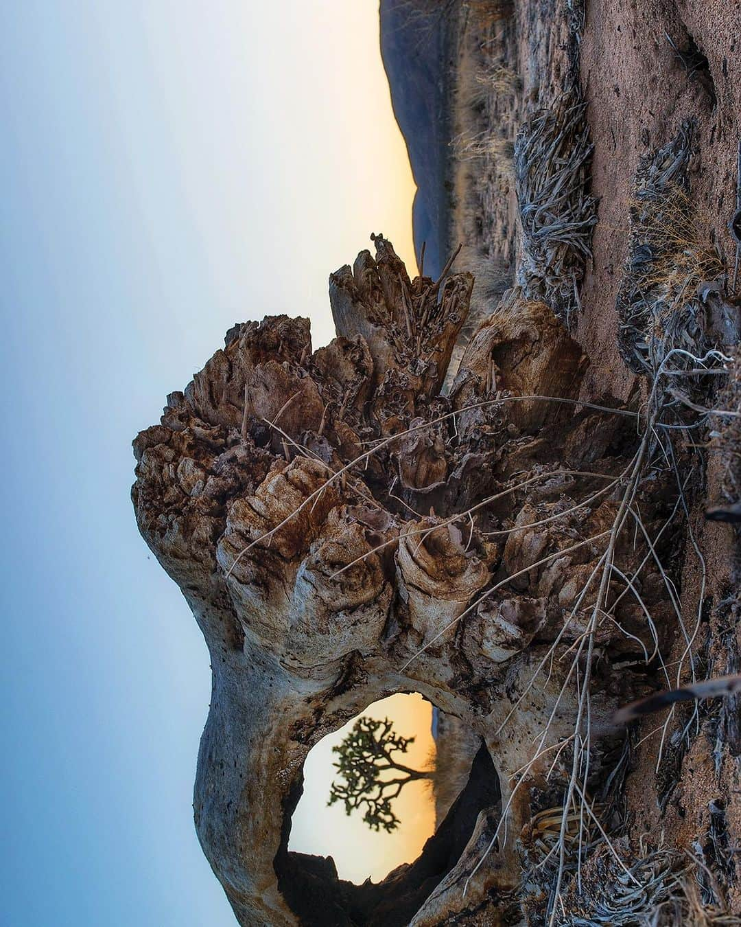 Robert Clarkさんのインスタグラム写真 - (Robert ClarkInstagram)「One of the most beautiful and interest National Parks in the world has received Mass protection. The Western Joshua Tree Conservation Act has added many hurdles to developments in the area.  Thanks to @joefreemanjunior, for the heads up on the issue. @joefreemanjunior is an amazing photographer who has made several beautiful bodies of work dealing with trees in the western areas of the country. The western #Joshuatree received permanent protections on Tuesday after years of previous attempts by lawmakers and environmental groups by being passed through a budget trailer bill rather than a more traditional endangered or threatened species listing.  Federally, an attempt in 2019 to list the tree as an endangered species fell through, although future attempts may come back soon. At the state level, the California Fish and Game Commission (FGC) granted endangered species protections for the tree in 2020 for one year. Further city restrictions on Joshua tree removal throughout the county have also been passed, with the County recently installing $20,000 fines and six months in jail for third offenses.  However, since then, the Joshua tree has been delayed on a final decision by the FGC, with a delayal last year continuing over into 2023. With an official threatened or endangered species listing at a stalemate, supporters of protecting the tree went a different route and decided to have the protections go straight through the legislature. As part of a massive trailer bill passed with the state budget on Tuesday, the Western Joshua Tree Conservation Act did what Joshua tree protection supporters had been unable to do for years – get permanent protections. The photo attached was shot a few years ago, the shrinking number is trees are dealing with the effects of climate change, this bill should help.」7月6日 23時43分 - robertclarkphoto