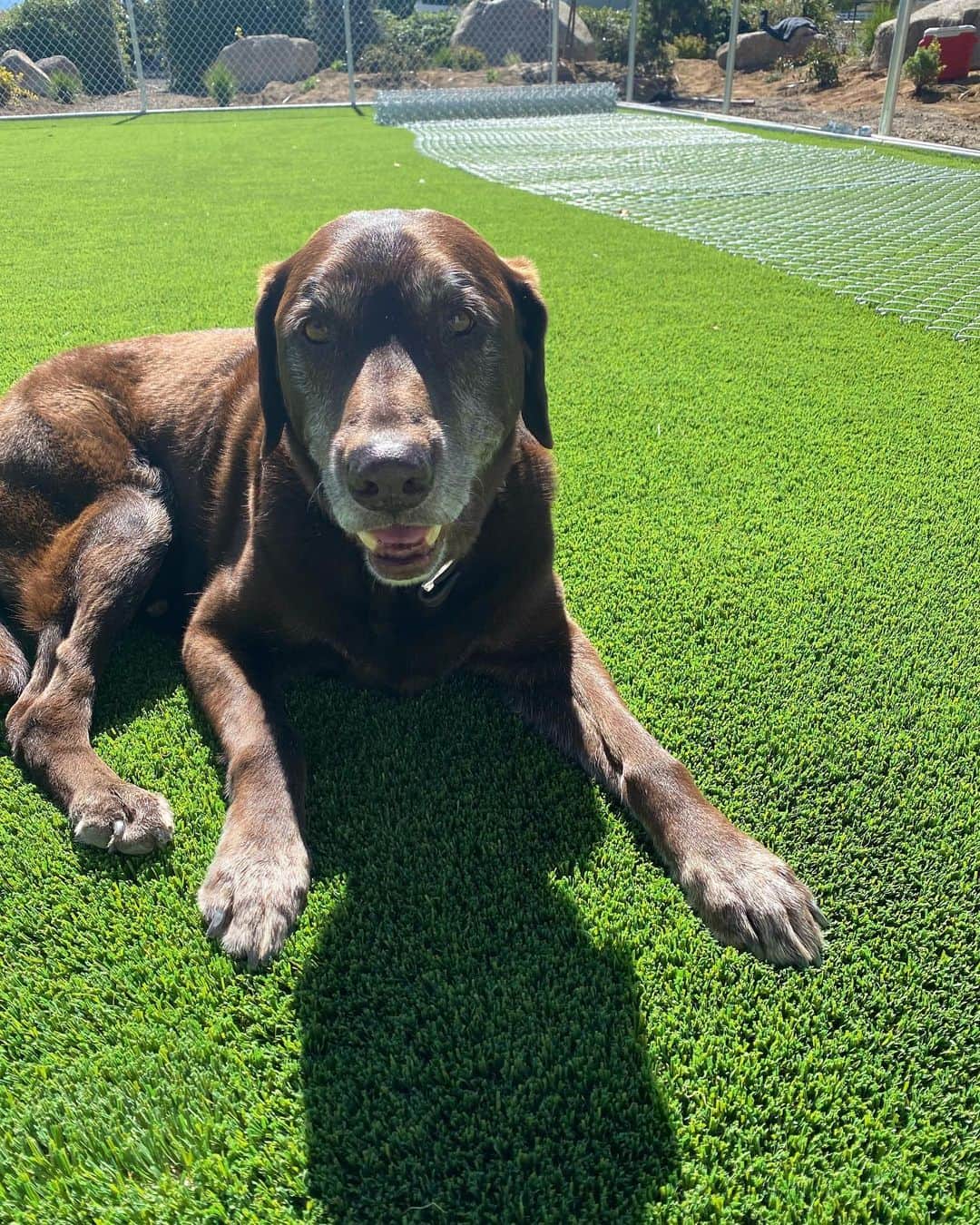 ストーン・コールド・スティーブ・オースチンのインスタグラム：「Brownie has moved on to his next adventure.  He was a helluva dog. I’m prouder than a game rooster to have rid with him. R.I.P.🐾」