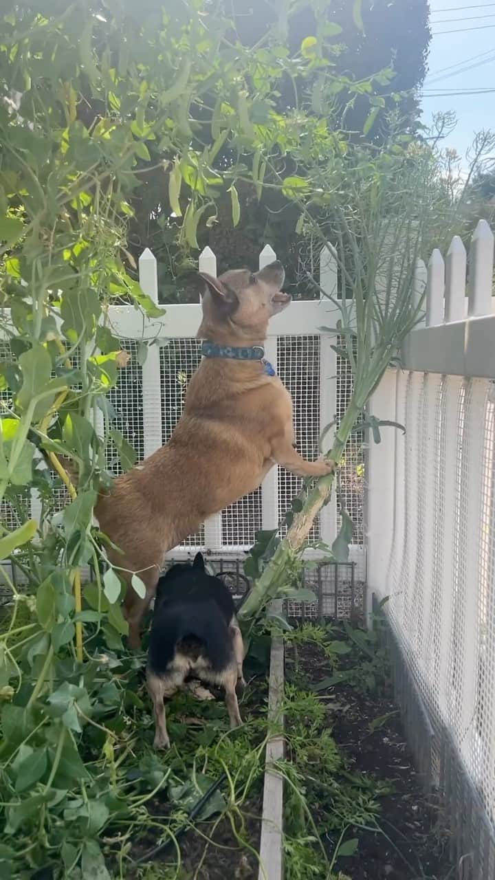 DogsOf Instagramのインスタグラム：「@lusealmanor are The Canis Gremlinis, commonly known as the “Garden Gremlin” or the “Hey Stop That” 🐕🫛 Do you have any of these garden pests?? . . . #gardenpests #funnydogvideos #gardendogs #dogsofinstagram」