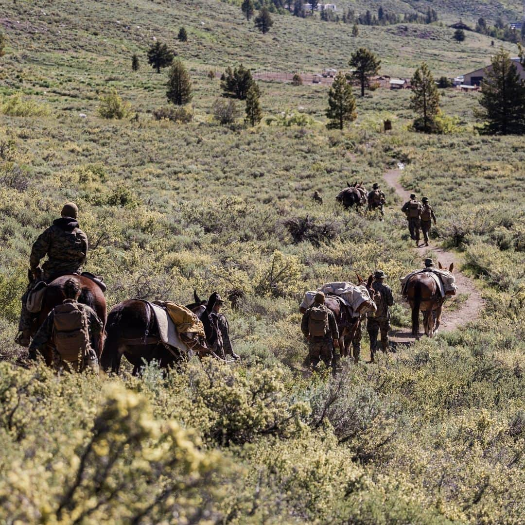 アメリカ海兵隊さんのインスタグラム写真 - (アメリカ海兵隊Instagram)「All-Terrain Vehicles 🐴   📍 Marine Corps Mountain Warfare Training Center, Bridgeport, California (June 18, 2023)  #Marines learn to ride horses, pack mules, and lead animals during Animal Packers Course 23-1.  Animal Packers Course teaches personnel to load and maintain pack animals for military applications in difficult terrain with mission-essential gear.   📷 (U.S. Marine Corps photo by Lance Cpl. Justin J. Marty)  #USMC #SemperFi」7月7日 2時42分 - marines